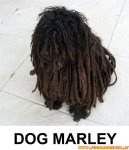 dog-marley.jpg